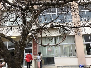 ４年桜つぼみ.jpg