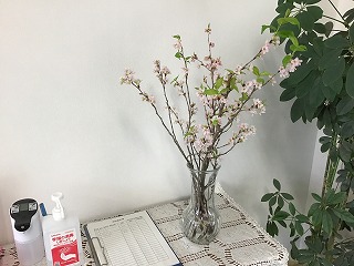玄関桜.jpg