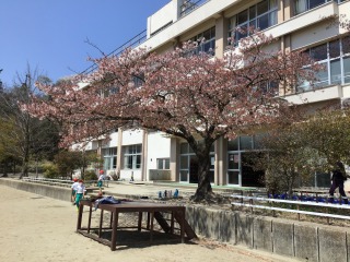 校庭桜.jpg
