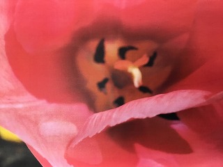 チューリップの花のつくり